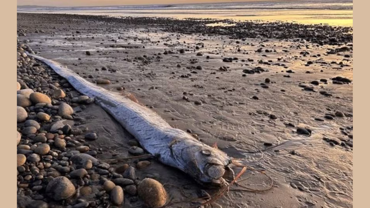 Oarfish